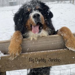 Jericho - Bernese Mountain Dog
