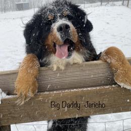 Jericho - Bernese Mountain Dog