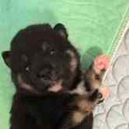 Bear - Black and tan male Shiba Inu puppy in Tamarac, Florida from The Queen of Shibas