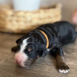 Loretta Lynn - Tri-color female Bernedoodle puppy in Draper, Utah from Salt City Farm