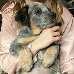 Orange collar - Blue speckled male Australian Cattle Dog puppy in Saint Albans, Maine from Australian Cattle Cuties and littles