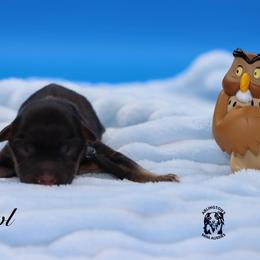 Owl - Black tri male Miniature Australian Shepherd puppy in Weeki Wachee, Florida from Arlington's Mini Aussies