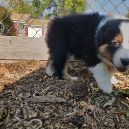 Australian Shepherd Puppies from NK Ranch Australian Shepherds