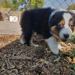 Australian Shepherd Puppies from NK Ranch Australian Shepherds