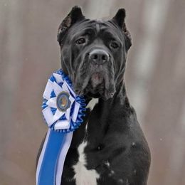 Raeya - Cane Corso