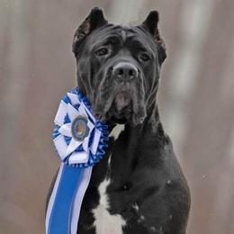 Raeya - Cane Corso