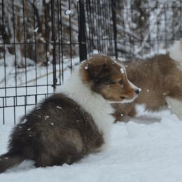 Shetland Sheepdog Puppies from Sunny Shelties