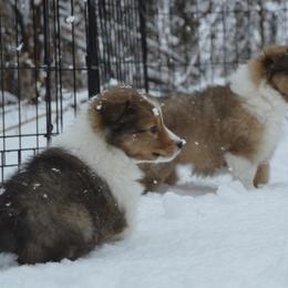 Shetland Sheepdog Puppies from Sunny Shelties