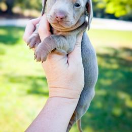 Maze - Fawn (isabella) and tan female Dachshund puppy in Marion, Ohio from Doodles & Doxies