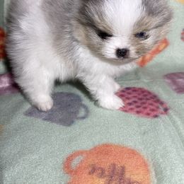 Pomeranian Puppies from Summer Set Poms