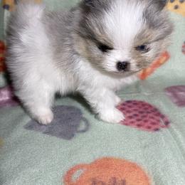 Pomeranian Puppies from Summer Set Poms
