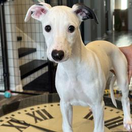 Lefty - White and black male Whippet puppy in Winter Garden, Florida from Infinity Whippets
