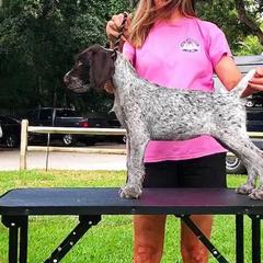 German Wirehaired Pointer Puppies from RipTide Kennels