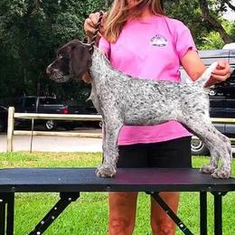 German Wirehaired Pointer Puppies from RipTide Kennels