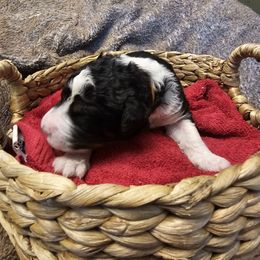 Uno - Tri-color male Bernedoodle puppy in Candia, New Hampshire from Joyful Pastures Homestead