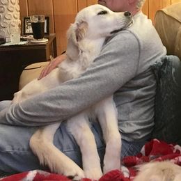 Golden Retriever and Goldendoodle Puppies from Lewis Goldens