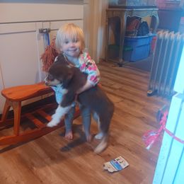 Australian Shepherd Puppies from Van Huitt Australian Shepherds