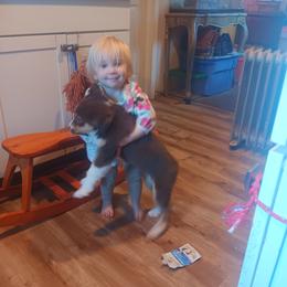 Australian Shepherd Puppies from Van Huitt Australian Shepherds