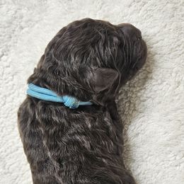 SKIPPER - Brown male Double Doodle puppy in Jeddo, Michigan from Bert's Doodles