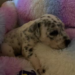 Zev - White black and tan female Dalmatian puppy in Fort Cavasos, Texas from Mainstreet Dalmation