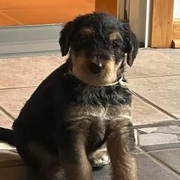 Airedale Terriers from Darbywood Airedales