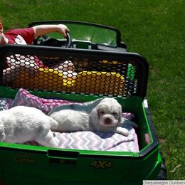 Clumber Spaniel and Irish Red and White Setter Puppies from NyaStar & Chequamegon
