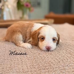 Maisie - Caramel female Australian Labradoodle puppy in Nashville, Tennessee from SF Australian Labradoodles