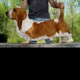 Thunder - Basset Hound