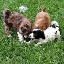 Chinese Crested, Miniature American Shepherd, and Aussiedoodle Puppies from Rosewood companions