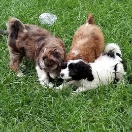 Chinese Crested, Miniature American Shepherd, and Aussiedoodle Puppies from Rosewood companions