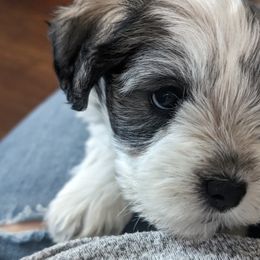 Miniature Schnauzer Puppies from PartiLife Miniature Schnauzers