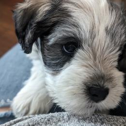 Miniature Schnauzer Puppies from PartiLife Miniature Schnauzers