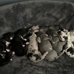 Great Dane and Yorkshire Terrier Puppies from Graham’s Danes