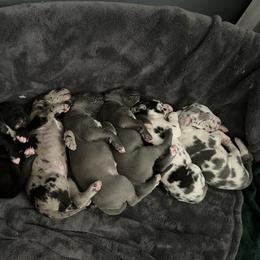 Great Dane and Yorkshire Terrier Puppies from Graham’s Danes