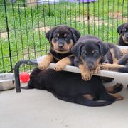 Beauceron Puppies from Rayon de Soleil Beaucerons