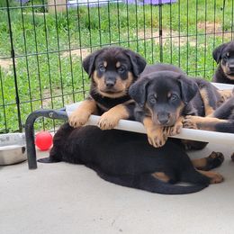 Beauceron Puppies from Rayon de Soleil Beaucerons