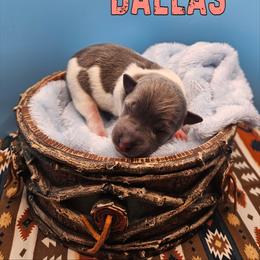 Dallas - White and blue female Rat Terrier puppy in Lynn, Alabama from Cryptic Rat Terriers