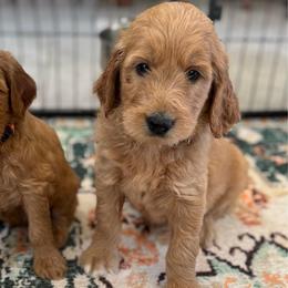 Bashful-Yellow - Apricot male Goldendoodle puppy in Bay City, Texas from Charming Doods Goldendoodles