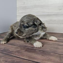 Summit - Blue merle female Aussiedoodle puppy in Doerun, Georgia from Twig & Tail Puppies
