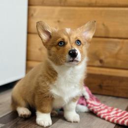 Bronco - Sable merle and white male American Corgi puppy in Adairsville, Georgia from Ingram's Corgis
