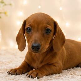 Benny READY NOW - Red male Dachshund puppy in Desloge, Missouri from Snows Doxies