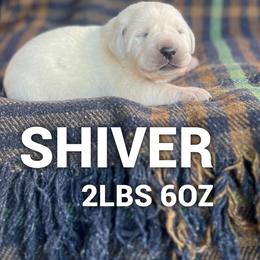 Shiver - Yellow male Labrador Retriever puppy in Puyallup, Washington from 12 Door Farm Labradors