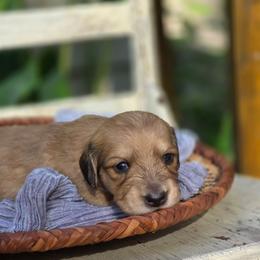 Girl 1 - Piebald female Dachshund puppy in Minden, Louisiana from Ironwood Creek