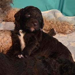 Diva -purple collar - Brown female Bernedoodle puppy in Aurora, Colorado from Simply Amazing Doodles