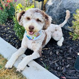 Oliver - Chocolate merle male Bernedoodle puppy in Ogden, Utah from Salty Point Doodles