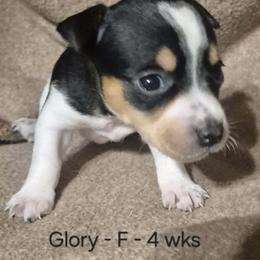 Glory - White and black female Teddy Roosevelt Terrier puppy in Murray, Kentucky from Froschwald German Shepherds and Xanadu Teddy Roosevelt Terriers
