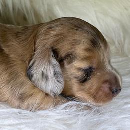 Red dapple - Dapple female Dachshund puppy in Oregon from SoCo Dachshunds