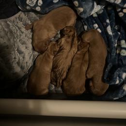 Labrador Retriever Puppies from Lake Crystal Farms Labradors