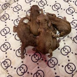 Poodle puppies from KM AKC Toy poodles