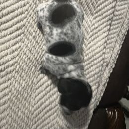 Dachshund Puppies from Jag Fam Dachshunds